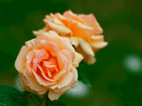 橙色系バラ（薔薇）の写真素材（フリー素材）