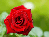 赤色系バラ（薔薇）の写真素材（フリー素材）