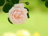 １９２０×１２００のバラ（薔薇）の写真素材（フリー素材）