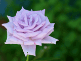 紫色系バラ（薔薇）の写真素材（フリー素材）