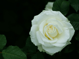 白色系バラ（薔薇）の写真素材（フリー素材）