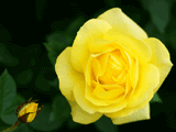 黄色系バラ（薔薇）の写真素材（フリー素材）